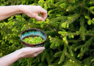 Close up view of woman person hand picking fresh young spruce tree (Picea abies) shoots tips for food outdoors in spring.