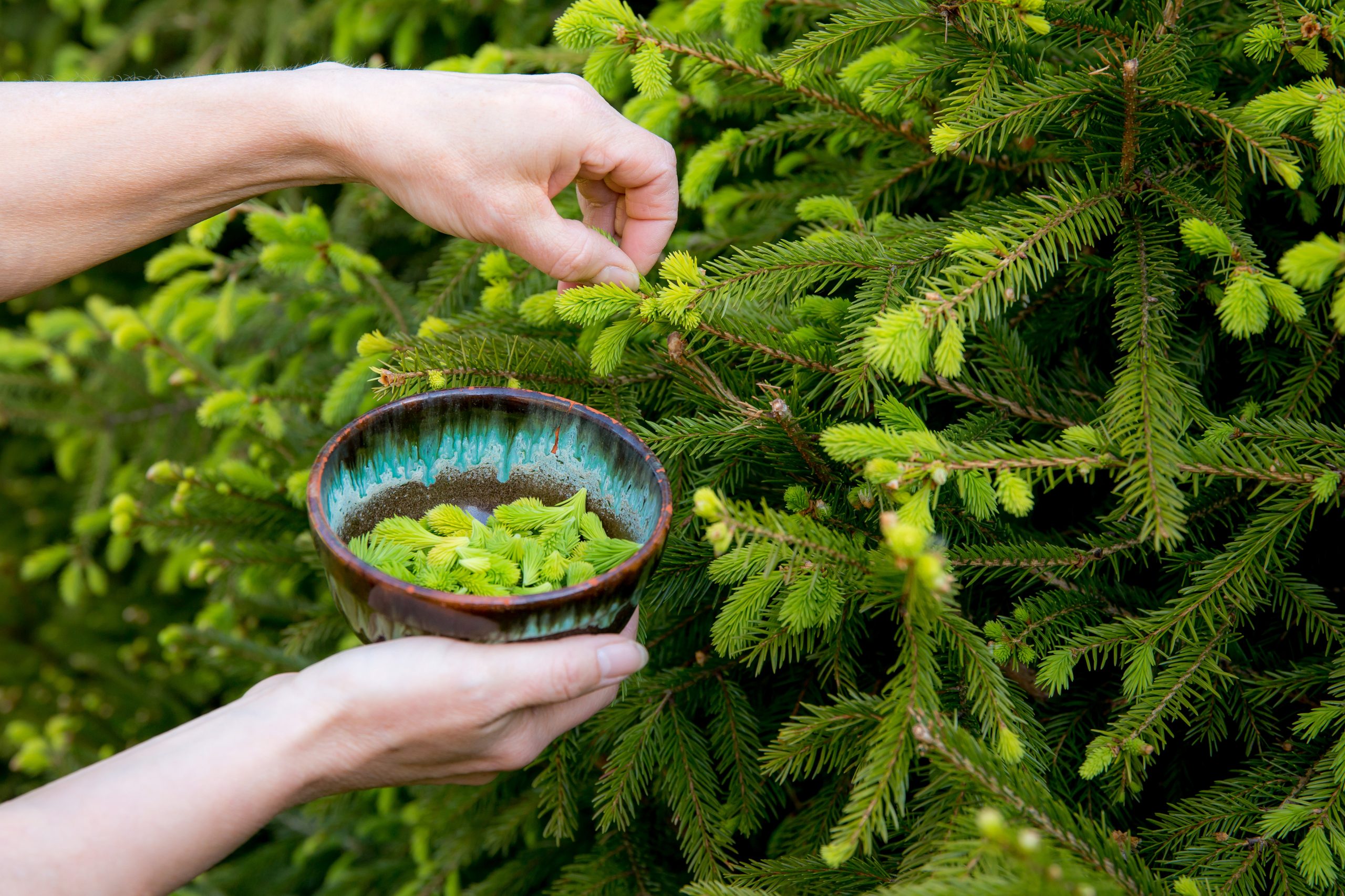 Close up view of woman person hand picking fresh young spruce tree (Picea abies) shoots tips for food outdoors in spring.