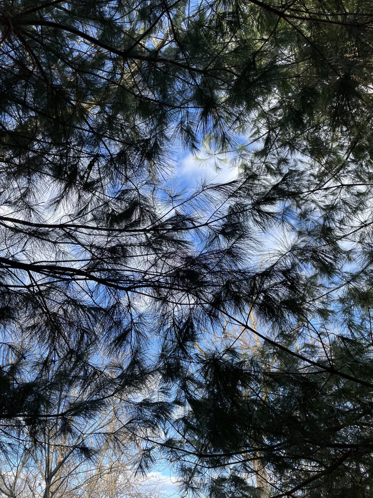 Image showcasing Wild-Fermented Pine Soda: Winter's Flavors and Wild Soda