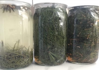 Extractions from different types of pine trees