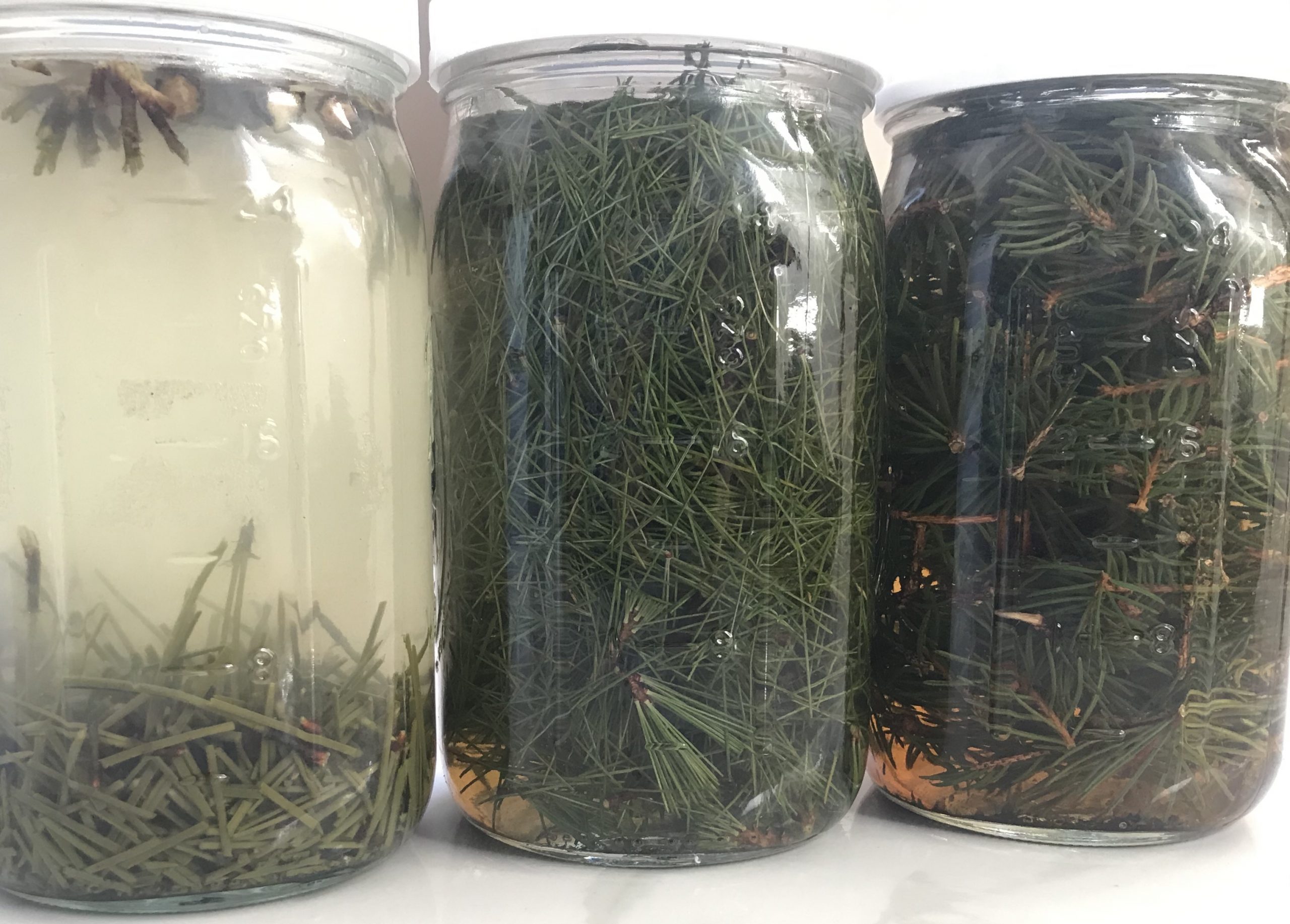 Extractions from different types of pine trees